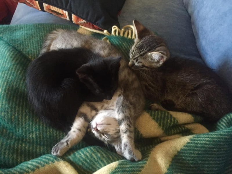 Kittens napping