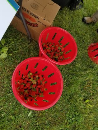 Two buckets of strawberries