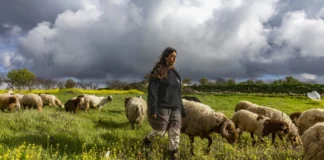 A young shepherd tends to sheep and goats grazing in a field of wildflowers at the Gefen Ami Farm in the Hebron foothills in Judea and Samaria, Feb. 24, 2026.