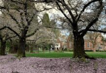 Cherry blossom trees on the campus of Reed College in Portland, Oregon, March 31, 2020.